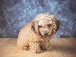 Small  poodle puppy on  grunge background. photo