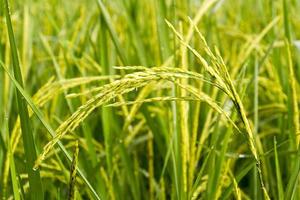 close up of rice paddy. photo