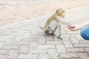 Monkey getting food from a man photo