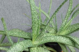 Aloe vera leaves tropical green plants tolerate hot weather close up selective focus Urban photo