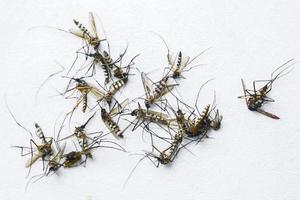 A large number of dead mosquitoes on a white background. photo