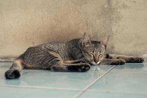 Cat sleeping on the floor at home. photo