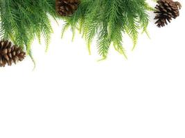 Fir tree with Pine cones on white background photo