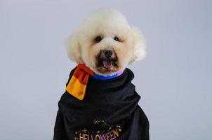 enfoque selectivo en los ojos del adorable perro de caniche blanco que lleva disfraz de halloween con cara feliz sobre fondo de color blanco. foto