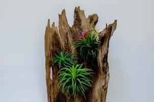 Air plant Tillandsia with its flower plants in wooden log on white background. photo