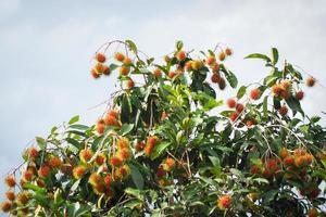 Concept of Thai fruit rambutan. Red rambutan fruit, delicious, sweet, fragrant, ready to be harvested for sale. photo