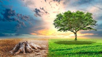 Ecology Drought Fighting Life Concept - Lonely Green Tree in Drought photo