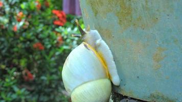 a crawling white snail photo