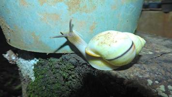 a crawling white snail photo