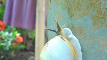 a crawling white snail photo