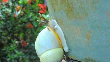 a crawling white snail photo