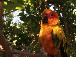 parrot Embellishment feather on tree. photo