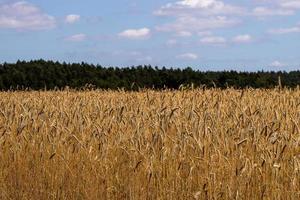 campo de cebada al borde del bosque foto