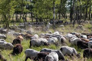 rebaño de ovejas pietzmoor foto