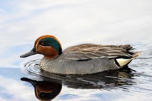 Teal in the water with reflection photo