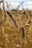 Close up of an ear of barley photo