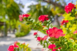 Red pink little blossoming flowers. Sunny tropical garden park, blooming floral closeup photo