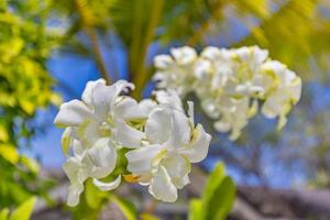 White and yellow plumeria blooming on trees, Frangipani, Tropical flower, close-up shot photo