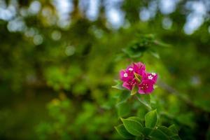 Tropical floral garden, blurred foliage. Blooming pink purple bougainvillea. Purple bougainvillea flowers. Bougainvillea flowers as a background. Floral background