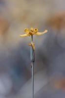 Moody Yellow Flower photo