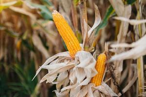 imagen de enfoque selectivo de la mazorca de maíz en el campo de maíz orgánico. maíz esperando ser cosechado foto