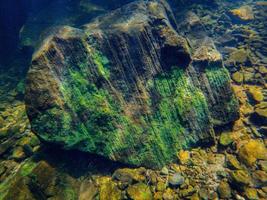 Underwater algae growing on rock photo