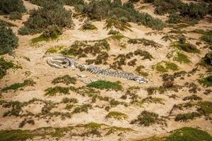 Whale carcass on beach photo