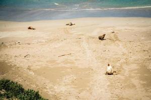 Australian Sea Lion photo