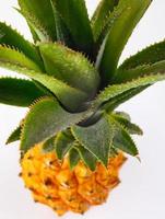 Pineapple leaves with drops of water. Ripe pineapple. photo