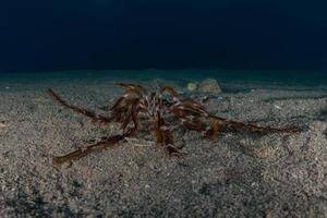 Coral reef and water plants in the Red Sea, Eilat Israel photo