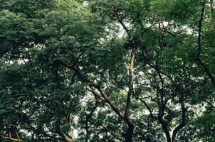 high angle shot of a large green tree on the background. photo