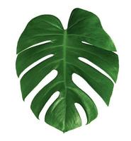 leaf monstera isolated on white background ,Green leaves pattern photo