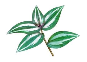 patrón de hojas verdes, hoja tradescantia zebrinahort o zebrina pendula o planta de pulgada aislada en fondo blanco, incluye ruta de recorte foto