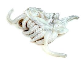 tentacles of squid isolated on white background photo