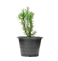 Rosemary or Rosmarinus officinalis with pot isolated on white background photo