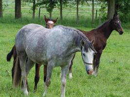 horses on a meadow in germany photo