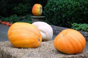 Pumpkins in the german muensterland photo