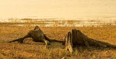 dry stumps on the grassy soil surface  After the water level has dropped. Concept. Water crisis. Global warming. photo