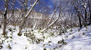 Snow in the forest Noboribetsu onsen snow winter photo