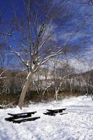 nieve y banco en el bosque de la pasarela noboribetsu onsen foto