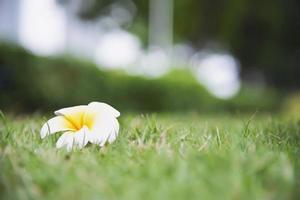 flor de plumeria en tierra de hierba verde - hermoso concepto de fondo de naturaleza foto