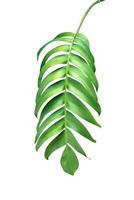 Green leaves pattern ,leaf monstera isolated on white background ,include clipping path photo