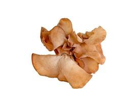 ear mushroom or Jew's ear isolated on white background photo