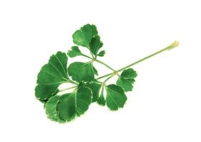 leaf of Polyscias tree isolated on white background ,Green leaves pattern photo