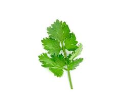 cilantro de hoja o cilantro aislado sobre fondo blanco, patrón de hojas verdes foto