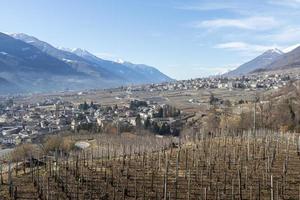 Vineyards above Sondrio an Italian town and comune located in the heart of the wine-producing Valtellina region - Population 20,000 photo