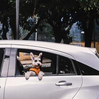 Cute dog on open window photo