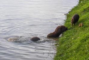 Capybaras next to lake in Belo Horizonte, Brazil photo