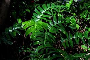 Green leaves pattern,leaf monstera in the forest for nature background photo
