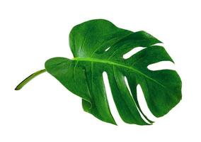 Green leaves pattern,leaf monstera with water drop isolated on white background photo